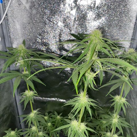 Gorilla Cookies FF growlog timeline photo