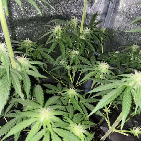 Gorilla Cookies FF growlog timeline photo