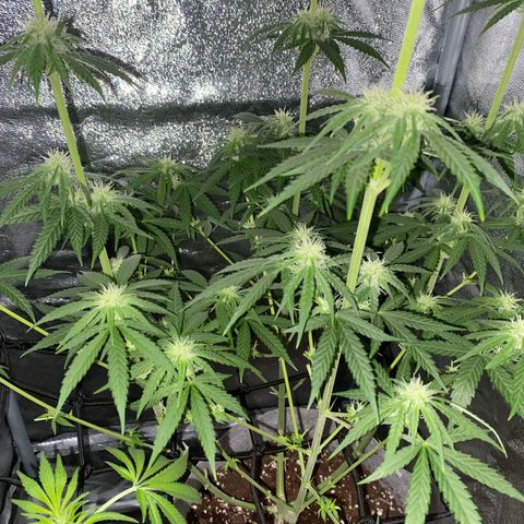 Gorilla Cookies FF growlog timeline photo