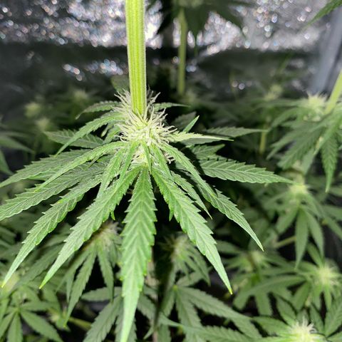 Gorilla Cookies FF growlog timeline photo