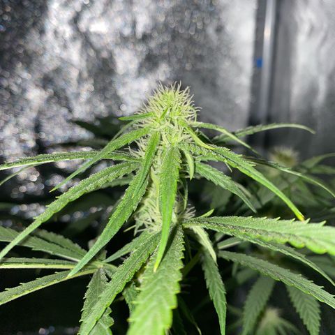 Gorilla Cookies FF growlog timeline photo