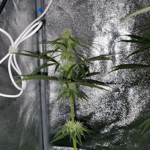Gorilla Cookies FF growlog timeline photo