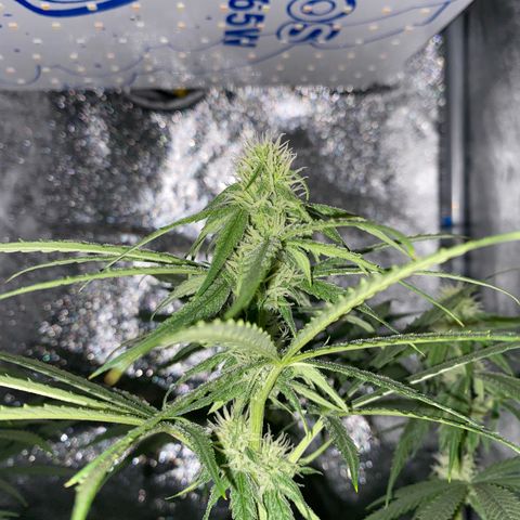 Gorilla Cookies FF growlog timeline photo
