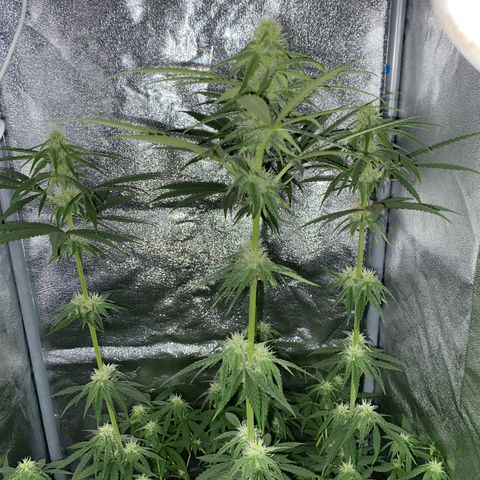 Gorilla Cookies FF growlog timeline photo