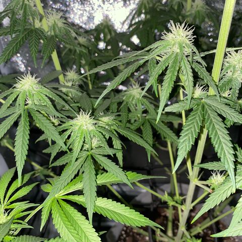 Gorilla Cookies FF growlog timeline photo