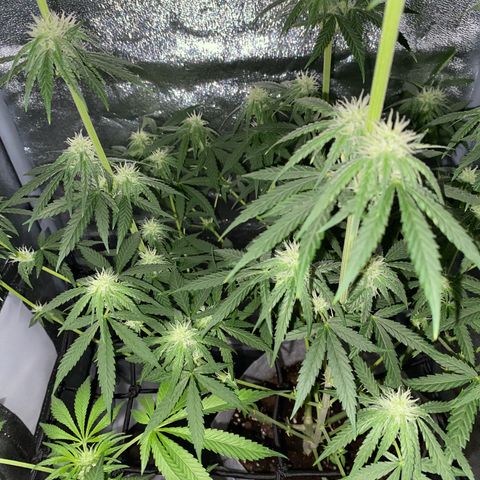 Gorilla Cookies FF growlog timeline photo