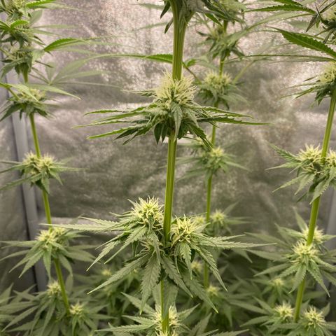 Gorilla Cookies FF growlog timeline photo