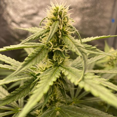 Gorilla Cookies FF growlog timeline photo