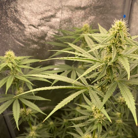 Gorilla Cookies FF growlog timeline photo