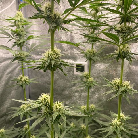 Gorilla Cookies FF growlog timeline photo