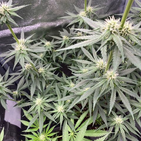 Gorilla Cookies FF growlog timeline photo