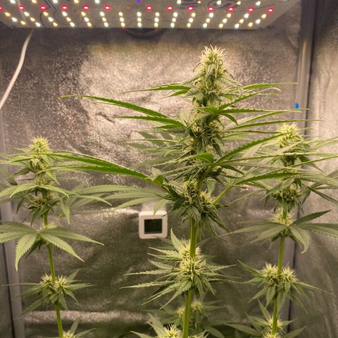 Gorilla Cookies FF growlog timeline photo