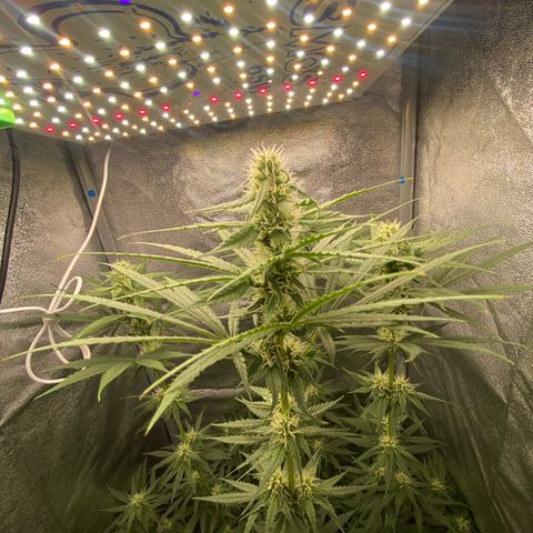 Gorilla Cookies FF growlog timeline photo