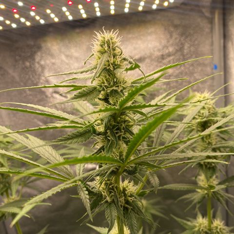 Gorilla Cookies FF growlog timeline photo