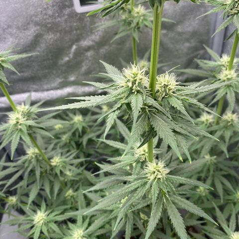 Gorilla Cookies FF growlog timeline photo