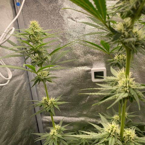 Gorilla Cookies FF growlog timeline photo