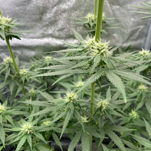 Gorilla Cookies FF growlog timeline photo