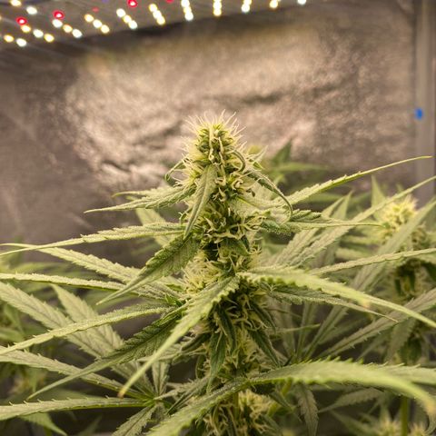 Gorilla Cookies FF growlog timeline photo