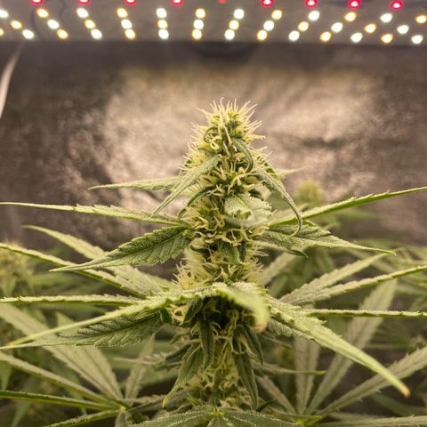 Gorilla Cookies FF growlog timeline photo