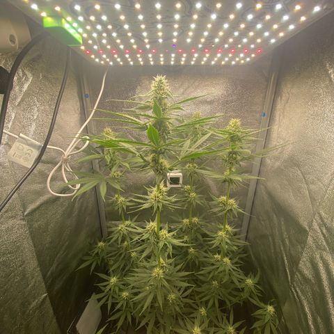 Gorilla Cookies FF growlog timeline photo