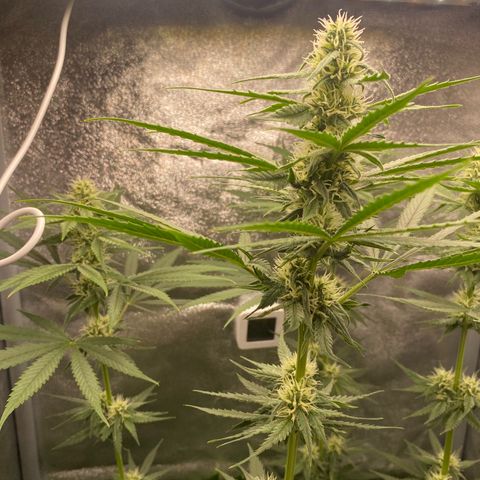 Gorilla Cookies FF growlog timeline photo