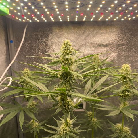Gorilla Cookies FF growlog timeline photo
