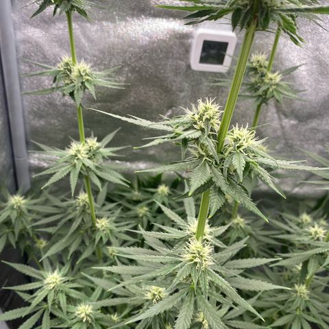 Gorilla Cookies FF growlog timeline photo