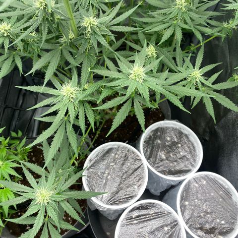 Gorilla Cookies Auto growlog timeline photo