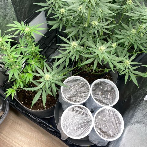 Gorilla Cookies Auto growlog timeline photo
