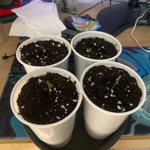 Gorilla Cookies Auto growlog timeline photo