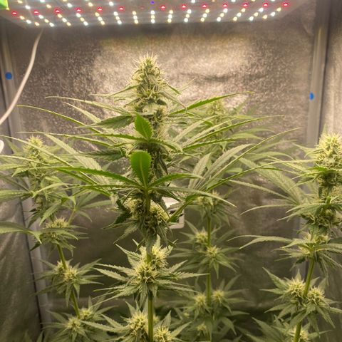 Gorilla Cookies FF growlog timeline photo