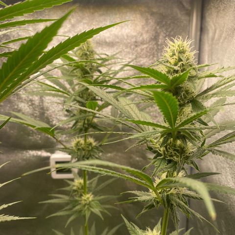 Gorilla Cookies FF growlog timeline photo