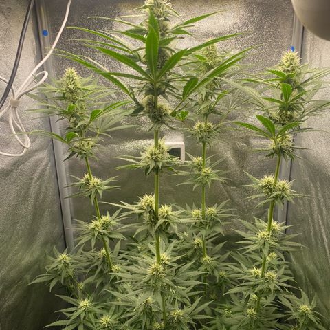 Gorilla Cookies FF growlog timeline photo