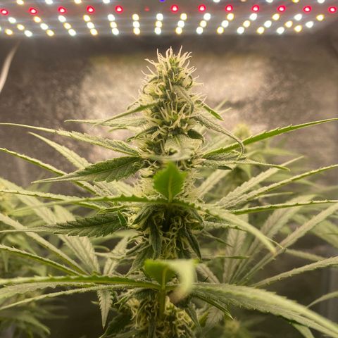 Gorilla Cookies FF growlog timeline photo