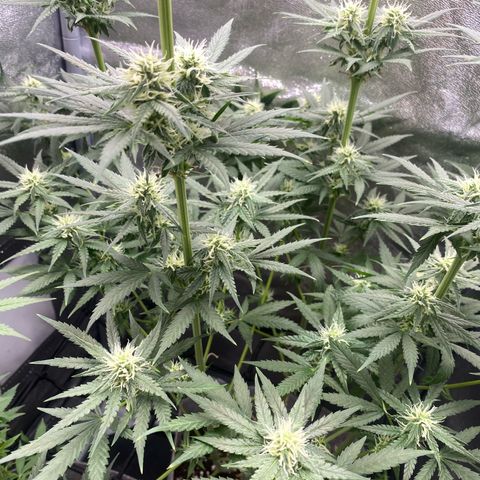 Gorilla Cookies FF growlog timeline photo