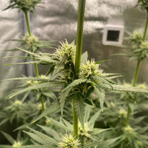 Gorilla Cookies FF growlog timeline photo