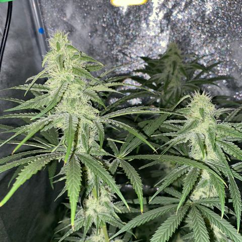 Gorilla Cookies FF growlog timeline photo