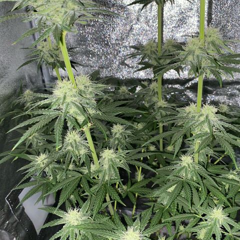 Gorilla Cookies FF growlog timeline photo