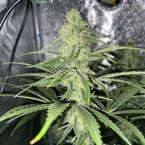 Gorilla Cookies FF growlog timeline photo
