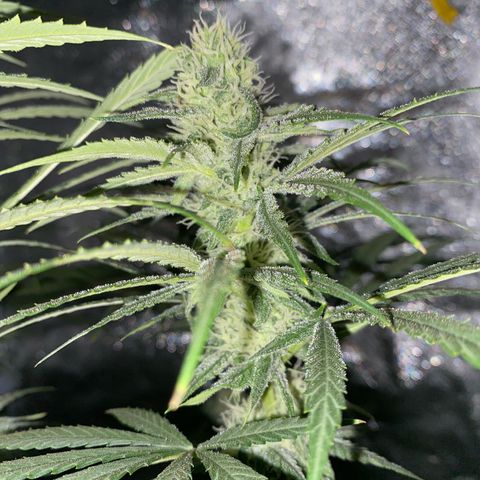 Gorilla Cookies FF growlog timeline photo