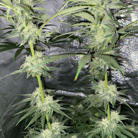 Gorilla Cookies FF growlog timeline photo