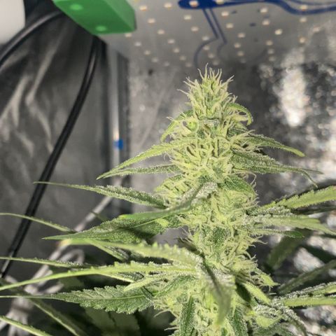 Gorilla Cookies FF growlog timeline photo