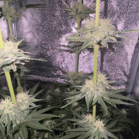 Gorilla Cookies FF growlog timeline photo