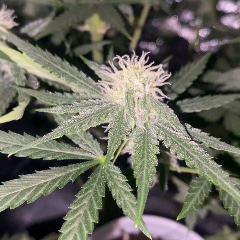 Gorilla Cookies FF growlog timeline photo