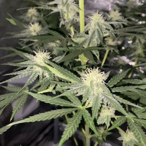 Gorilla Cookies FF growlog timeline photo