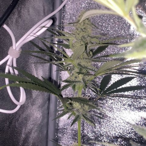 Gorilla Cookies FF growlog timeline photo
