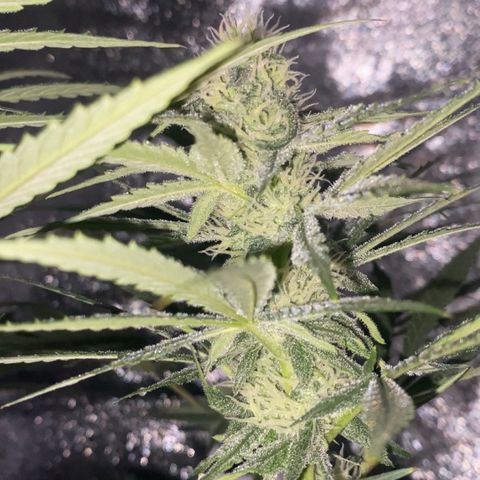 Gorilla Cookies FF growlog timeline photo