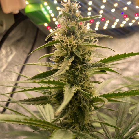 Gorilla Cookies FF growlog timeline photo
