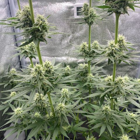 Gorilla Cookies FF growlog timeline photo