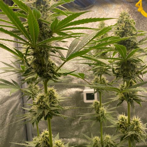 Gorilla Cookies FF growlog timeline photo